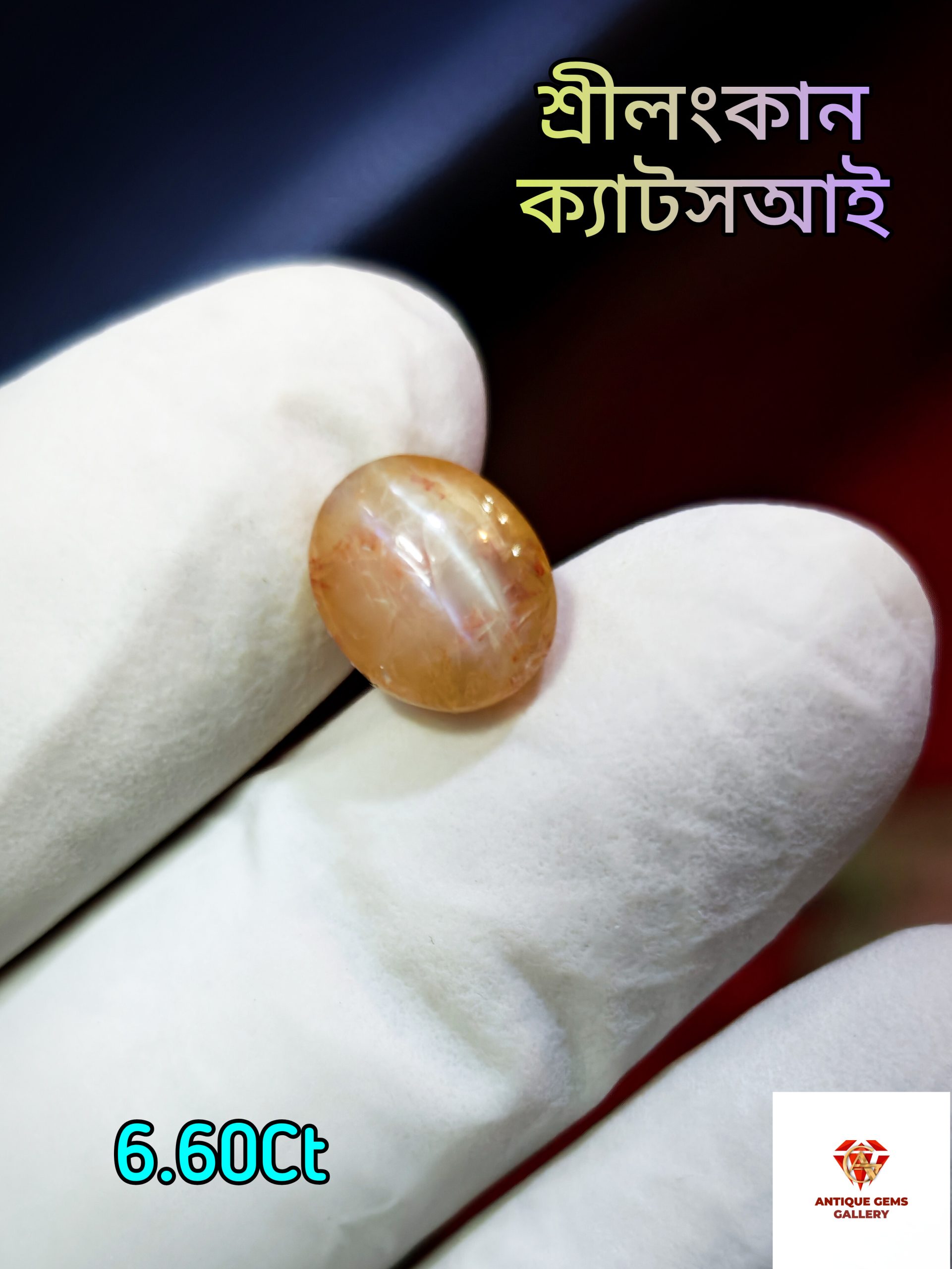 InShot_20260817_195617467 Srilankan Cat's Eay/লহসুনিয়া - Image 1